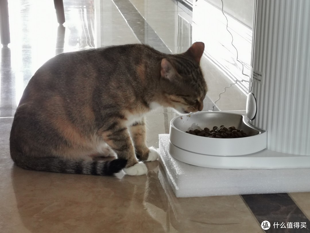 猫奴必备 性价比最高的自动喂食器 尾巴生活食光机feeder智能喂食器 宠物食具水具 什么值得买