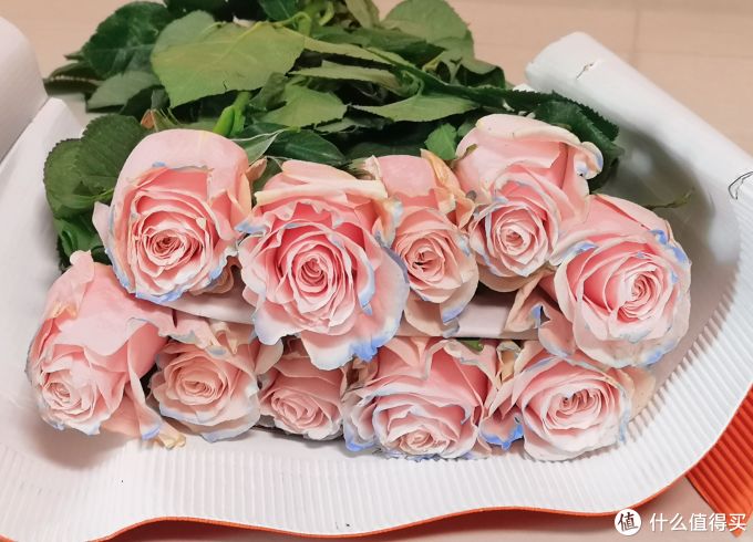 单价:15元购买渠道:淘宝厄瓜多尔玫瑰代购总体印象:染色蓝边粉玫,花型