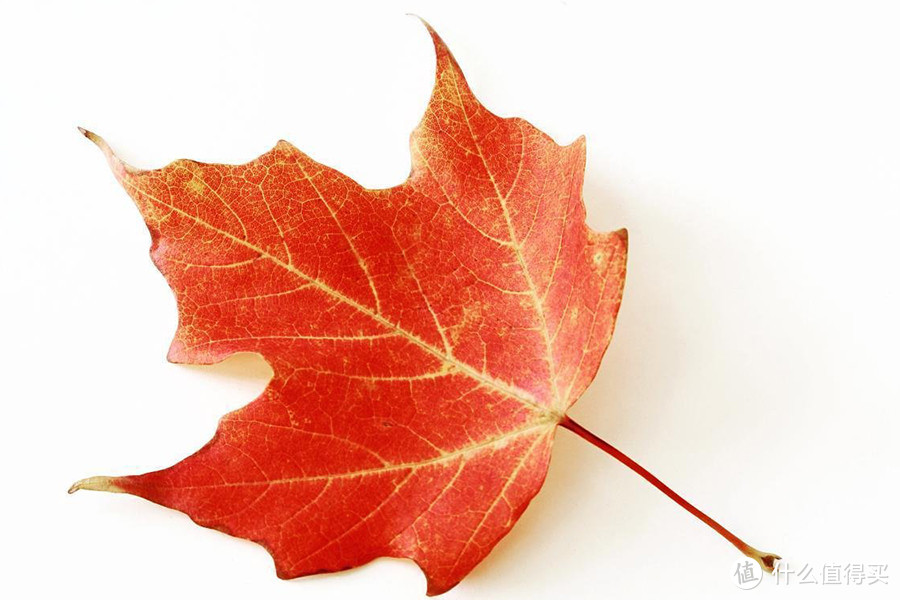 红色的枫叶