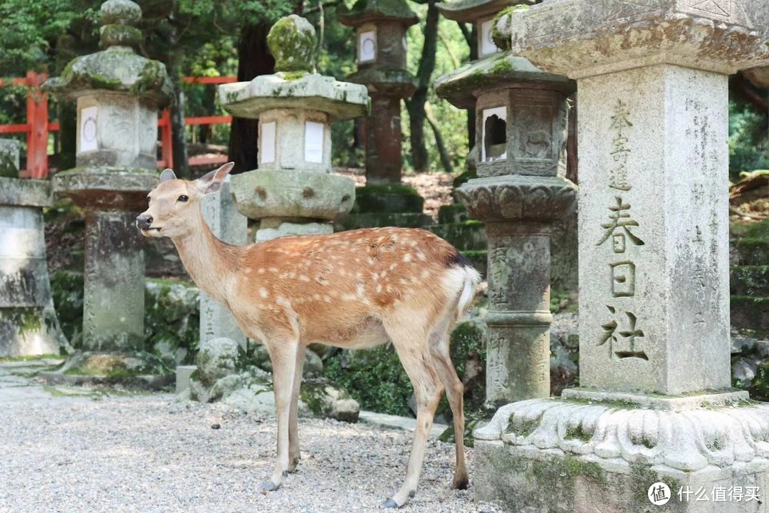 春日大社　拍摄地点：奈良