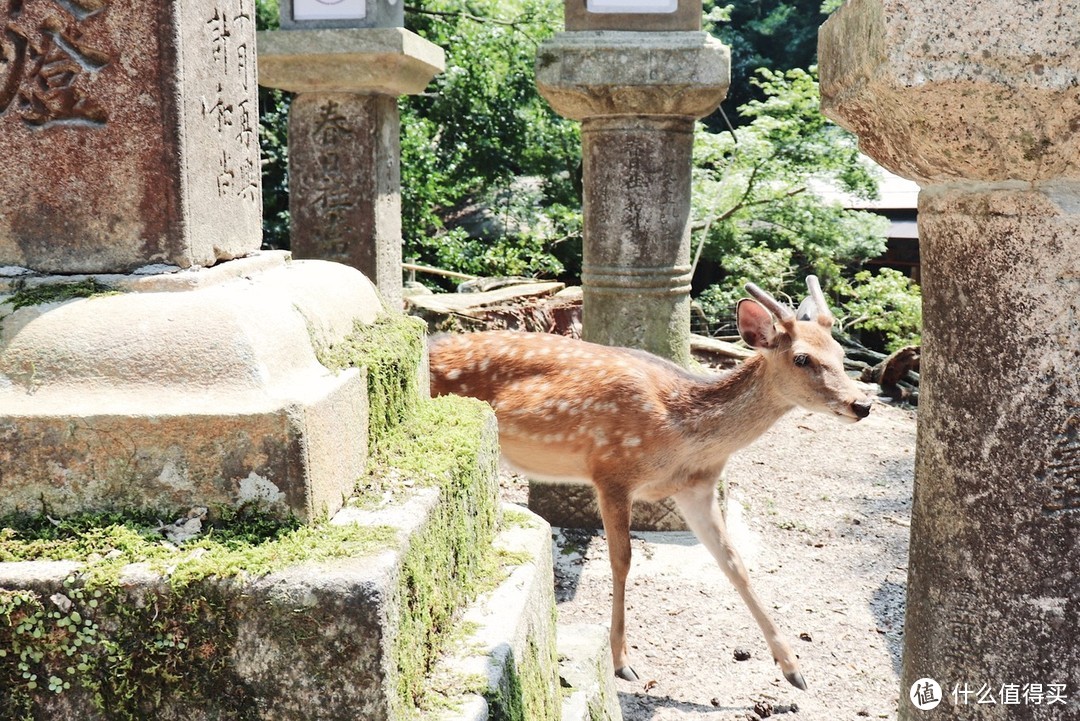 奈良神鹿　拍摄地点：奈良