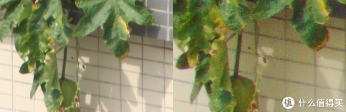 为了看远方，还要更长更长，索尼DH1774增距镜与H300对比