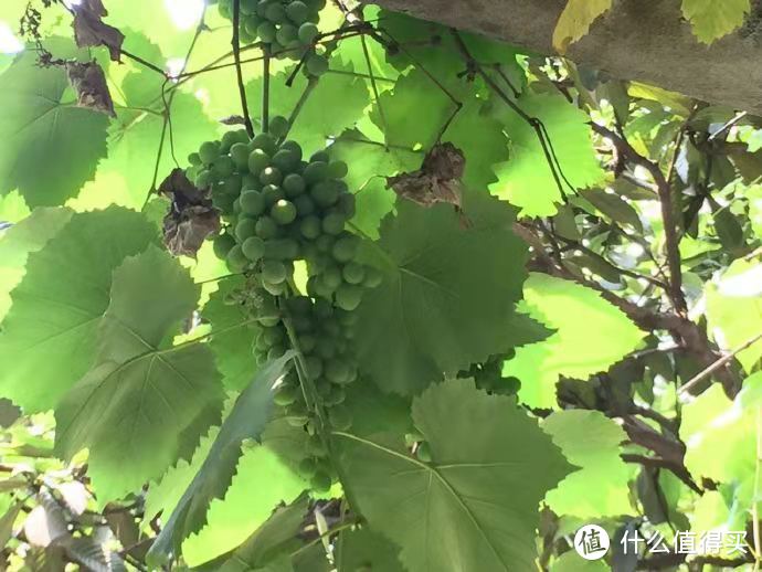 酷夏拜铁像寺有感