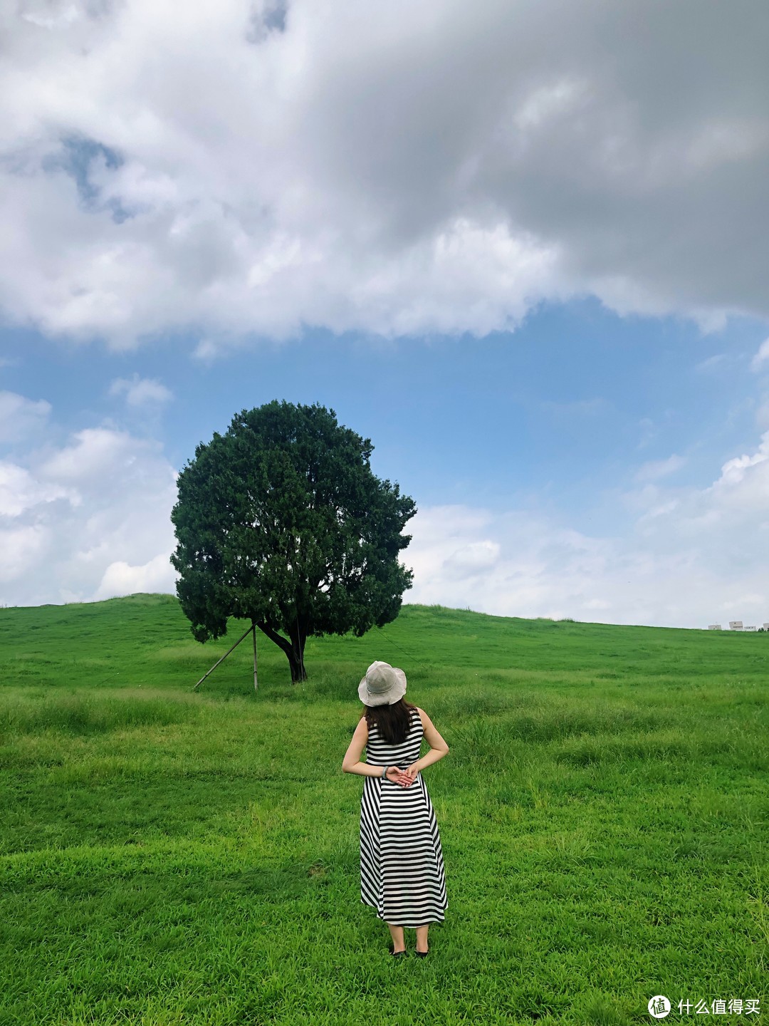 A Lone Tree