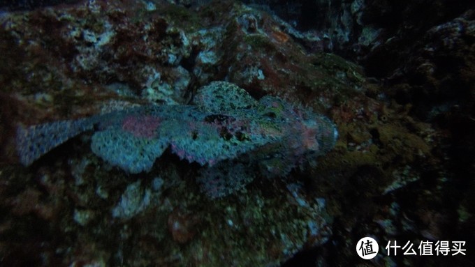 scorpionfish，蝎子鱼，我们也叫石头鱼