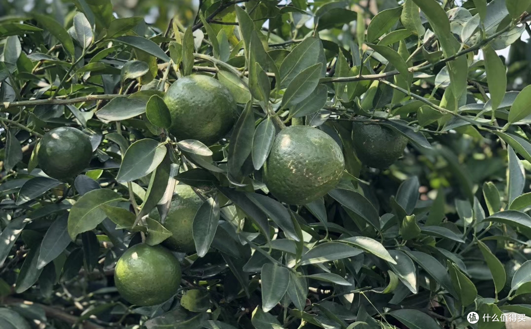 方法饮用小青柑,建议使用盖碗,茶壶,也可使用普通保温杯,玻璃杯冲泡