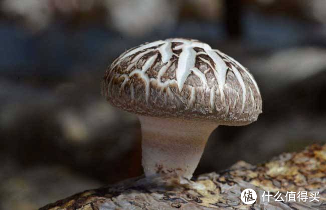 南北干货之菌菇篇：9种常见菌菇的选购和典型做法