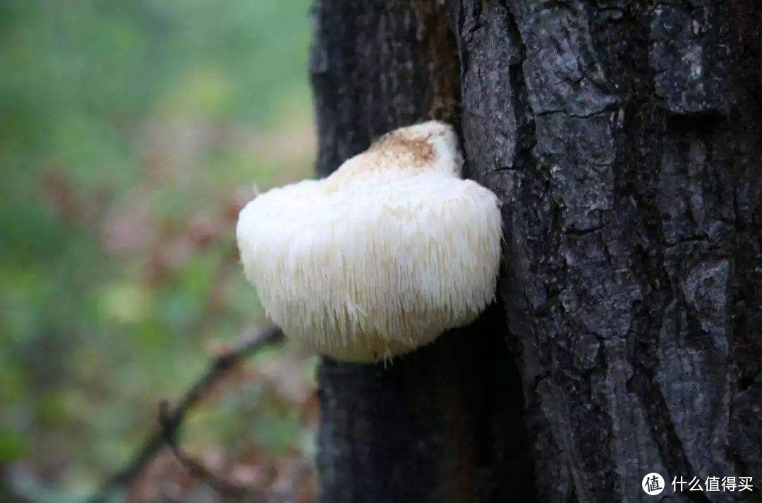南北干货之菌菇篇：9种常见菌菇的选购和典型做法