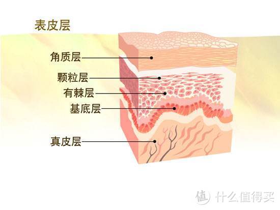 理智说说几款网上很红，实际上没什么卵用的巨雷护肤品！（扫雷）