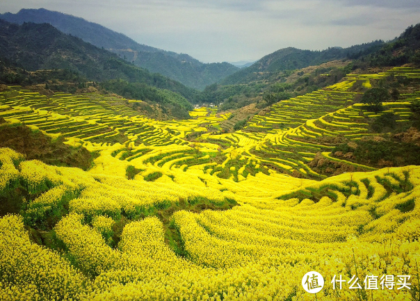 中秋去哪儿玩？婺源精华2日游，徜徉花田海洋！