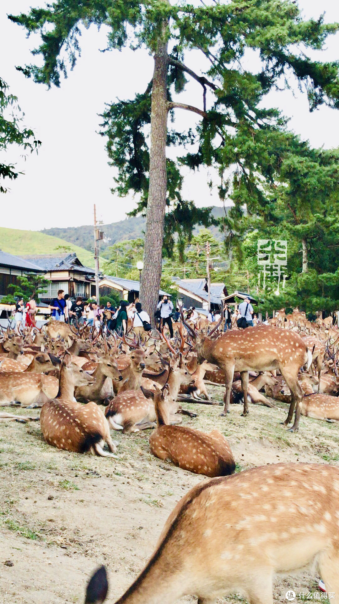 长夏草木深，逢君拾光彩——霓虹关西暑游记