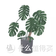 “植物杀手”的我，靠这10种植物…成了养“植”专家”