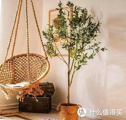 “植物杀手”的我，靠这10种植物…成了养“植”专家”