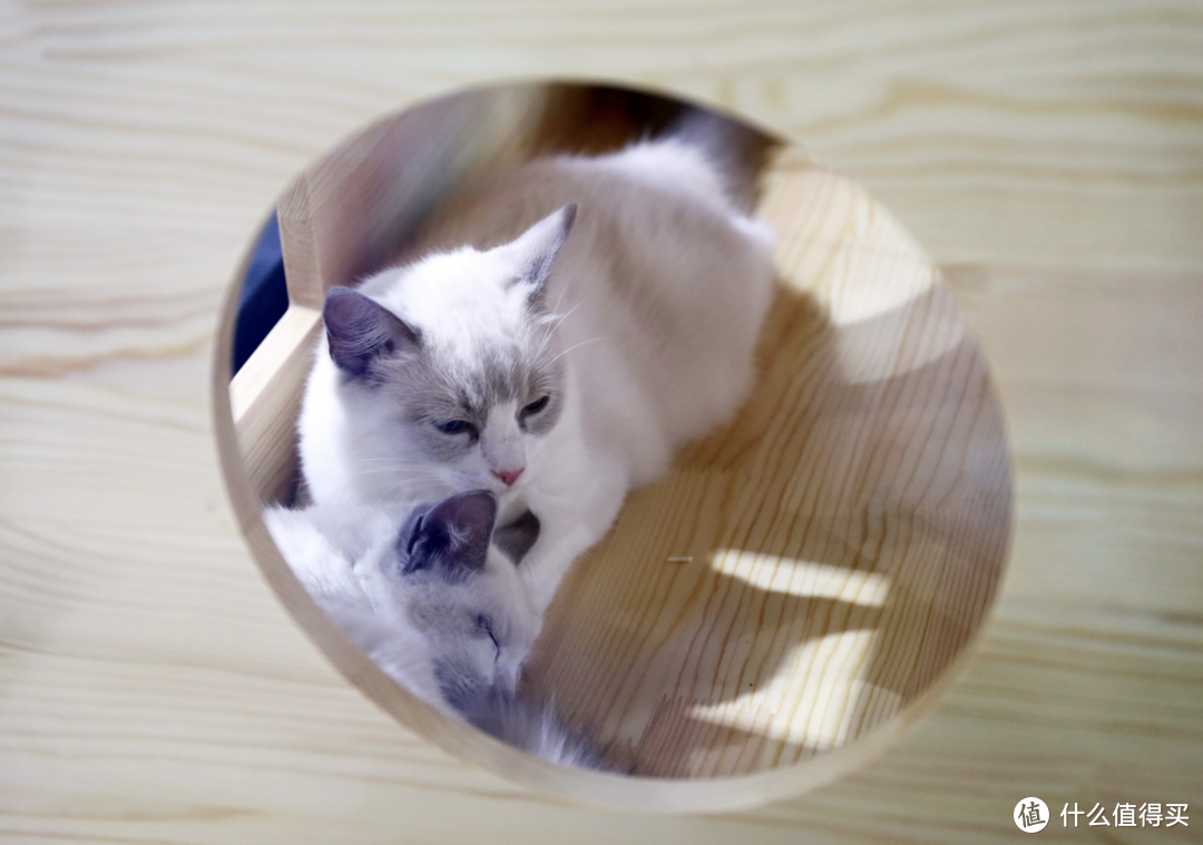 今年在亚宠展上get了一款宝藏猫砂：Everclean蓝钻新款欧版猫砂