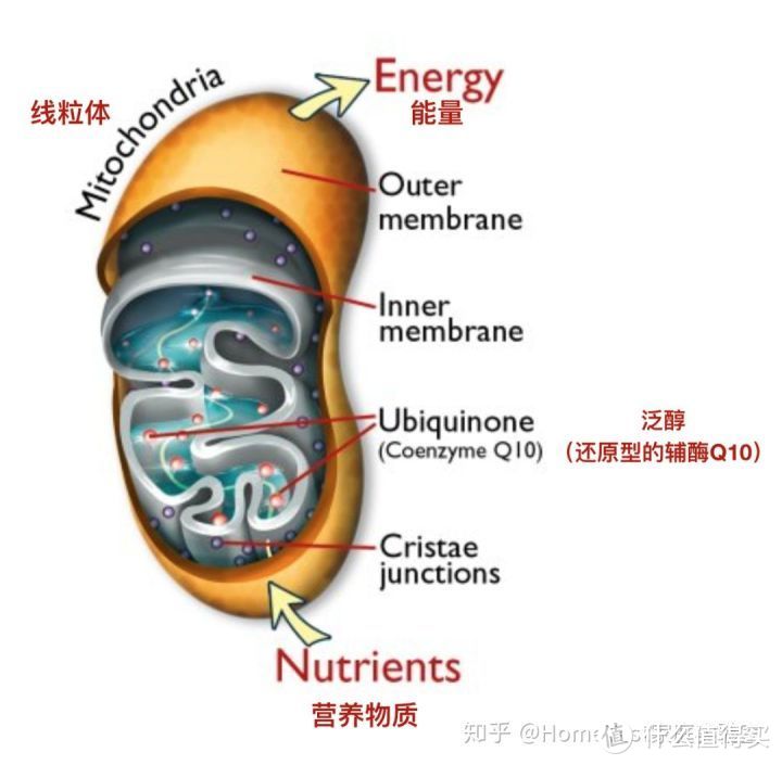 千呼万唤，UniLipo精华终于呱呱坠地了！附真人实测检测结果