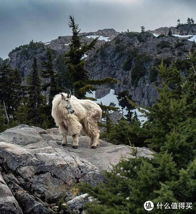 把你的加州公路旅行延长到西雅图吧