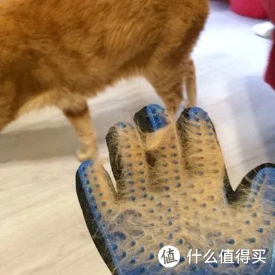 猫掉毛可以让人崩溃到什么地步？