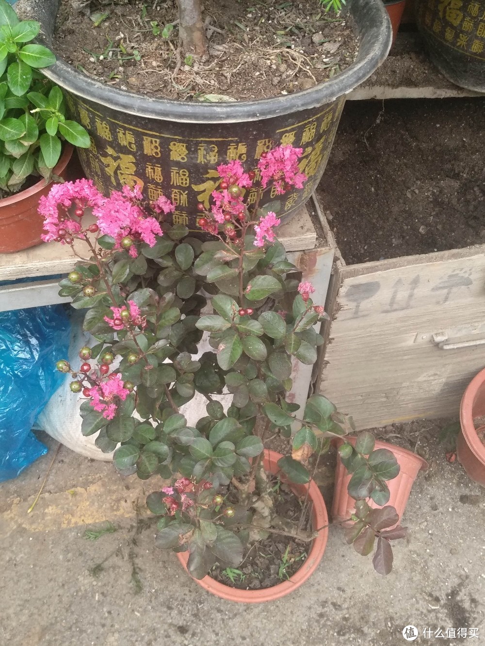 梅陇花鸟市场（就像逛植物园花市和水族馆一样）隐藏在1号线莲花路地铁站边