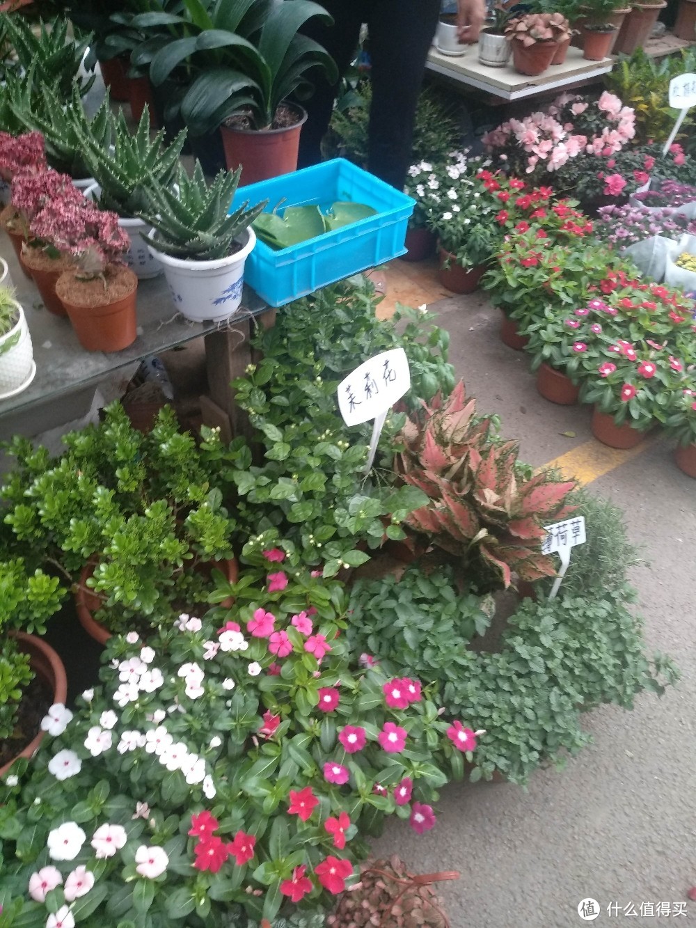 梅陇花鸟市场（就像逛植物园花市和水族馆一样）隐藏在1号线莲花路地铁站边