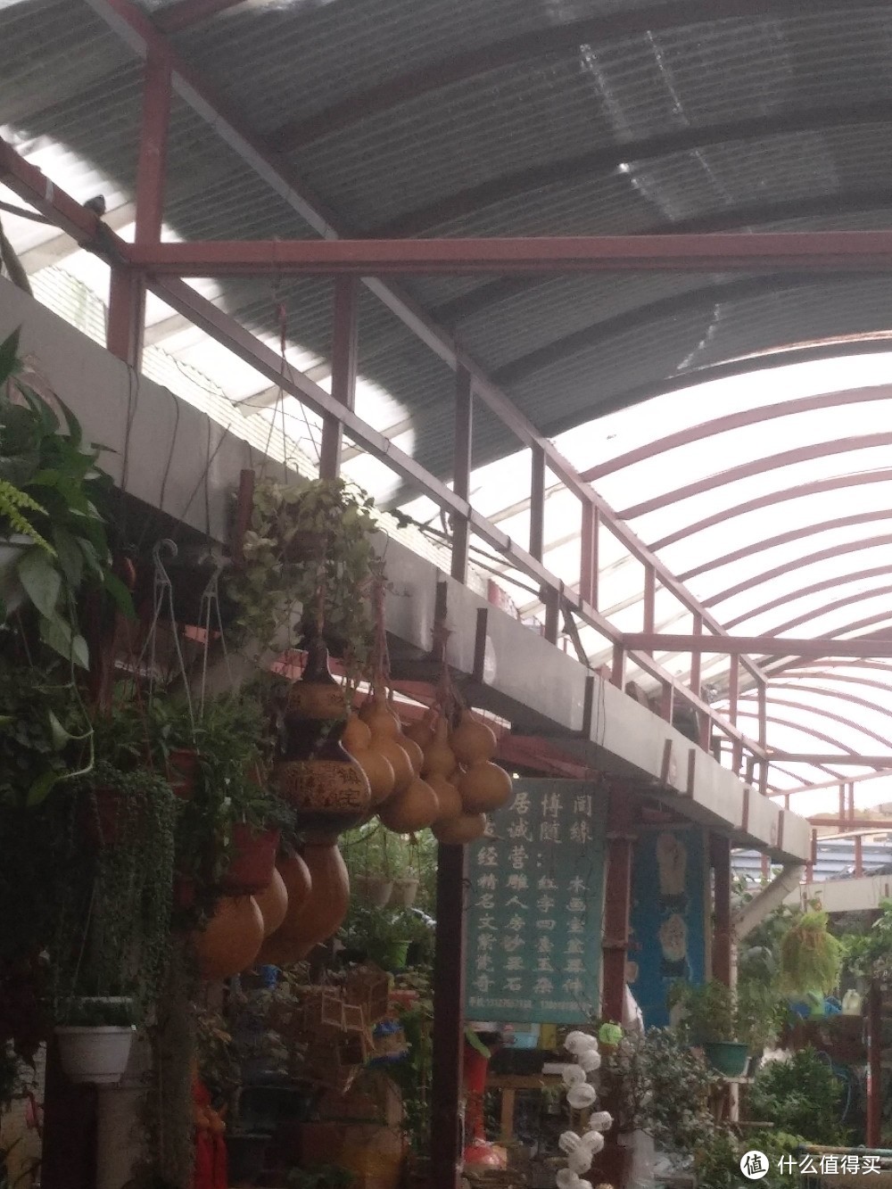 梅陇花鸟市场（就像逛植物园花市和水族馆一样）隐藏在1号线莲花路地铁站边