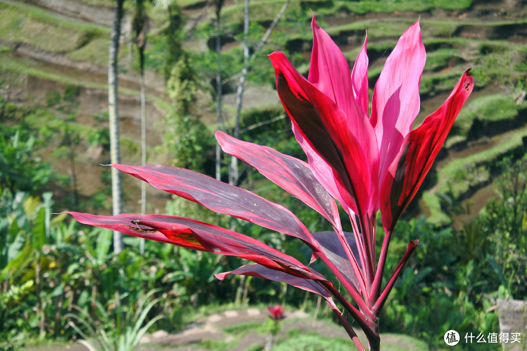 与京打马尼火山共进午餐——沉醉在乌布Ubud周边的风景