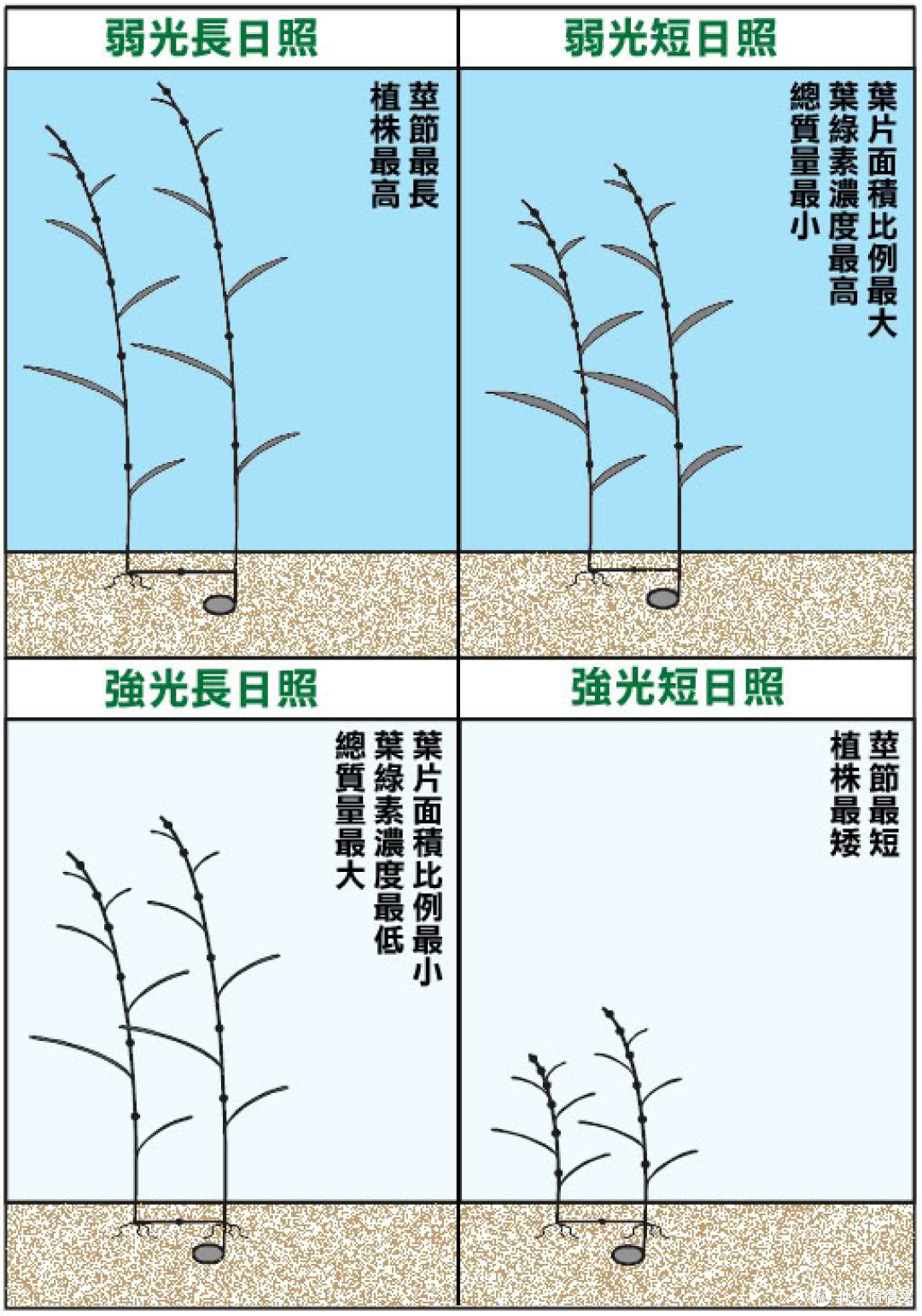 光照也不是可以无限调低的,至少不能低于水草的光补偿点,不过一般也没