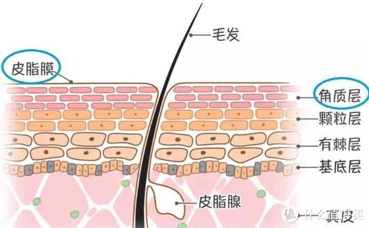 打破砂锅问到底之，火热的肌肤屏障修复！｜博士颜究院