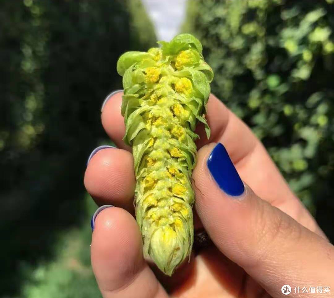 新西兰来的浑浊IPA，才是最新鲜的吧？