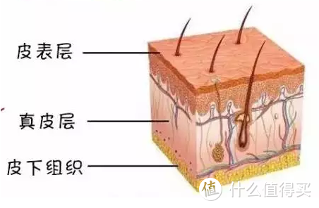 皮肤松弛、长皱纹的主要原因有哪些？