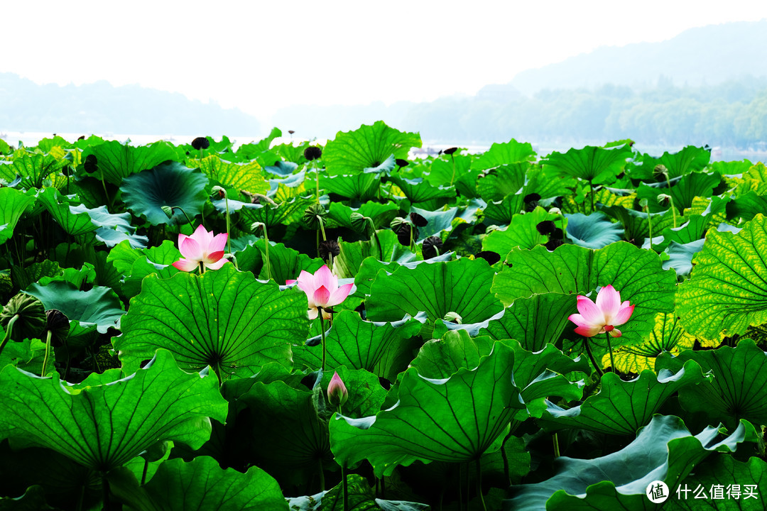 赏西湖美景：杭州断桥半日游记