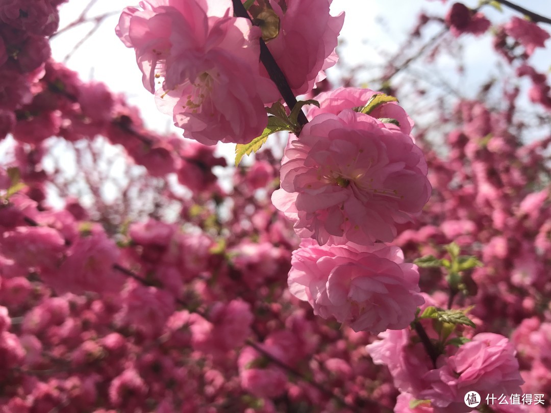 好像是梅花