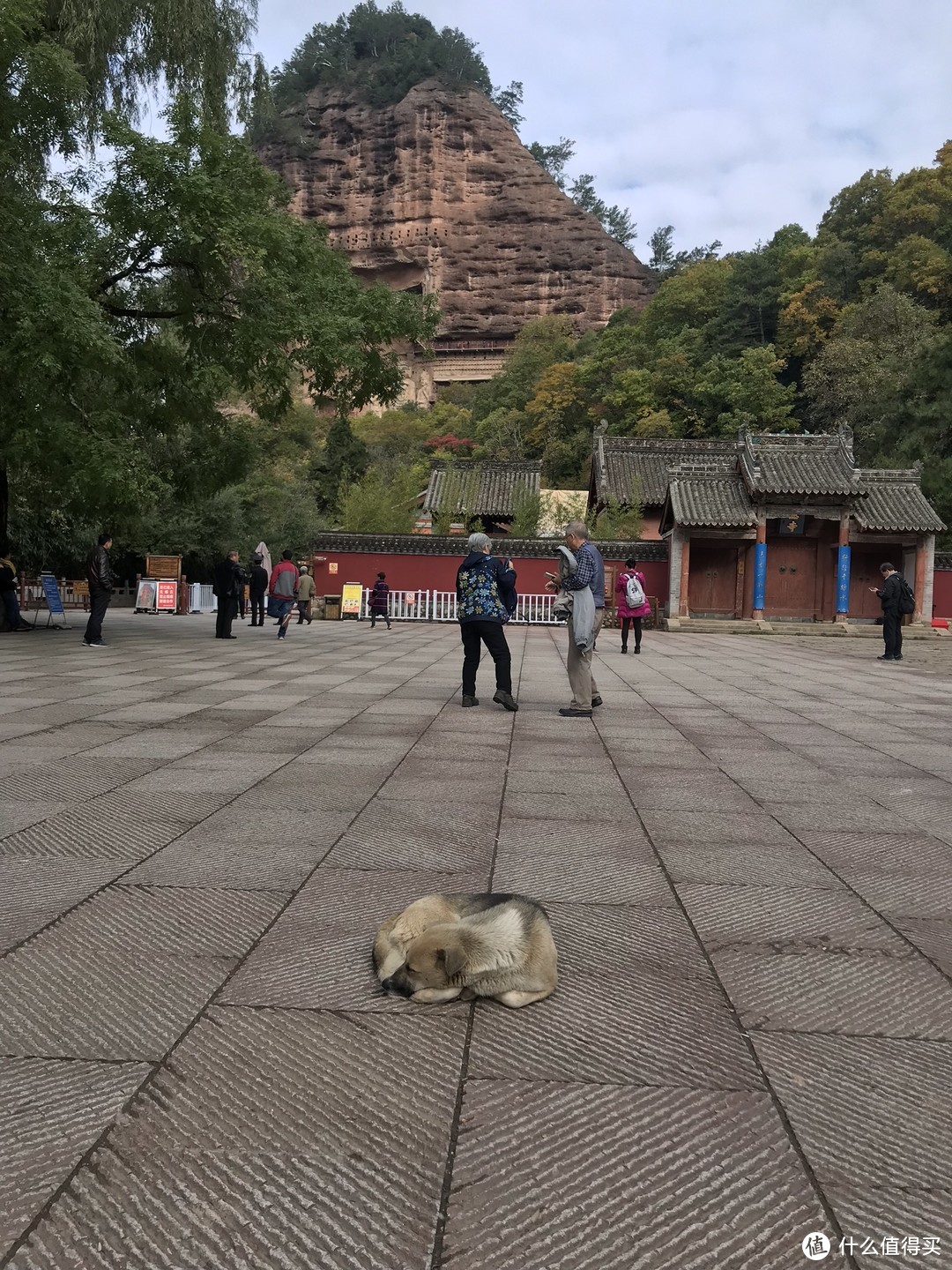 佛门前修炼的虔诚狗狗