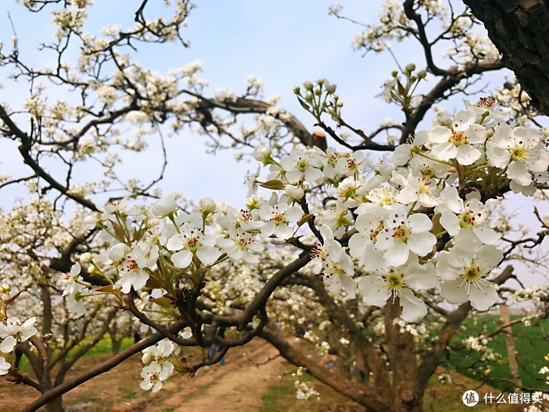 满树梨花