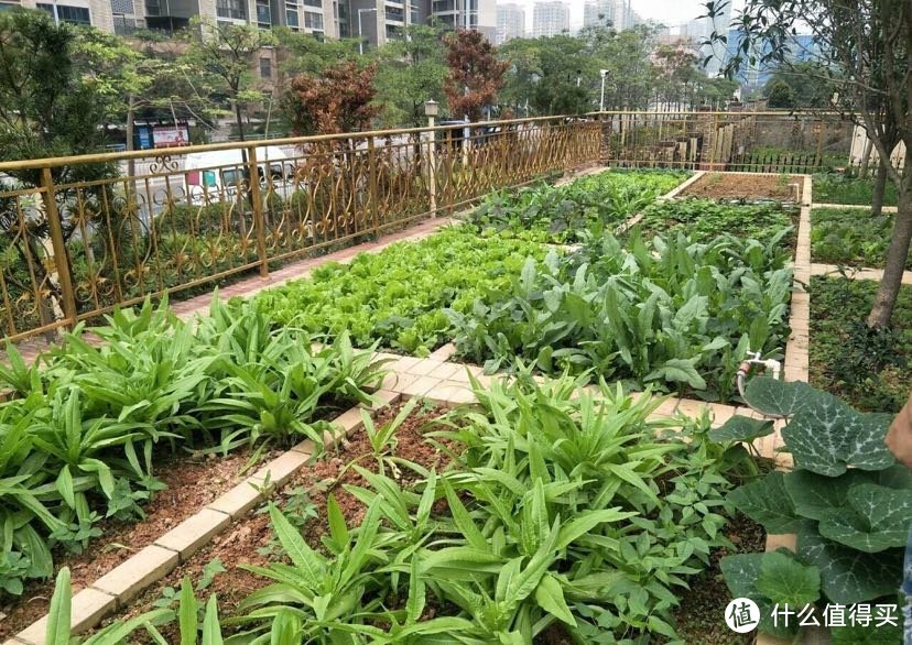 达文西教你如何在城市建造一个属于你的菜园子，吃上新鲜无公害蔬菜