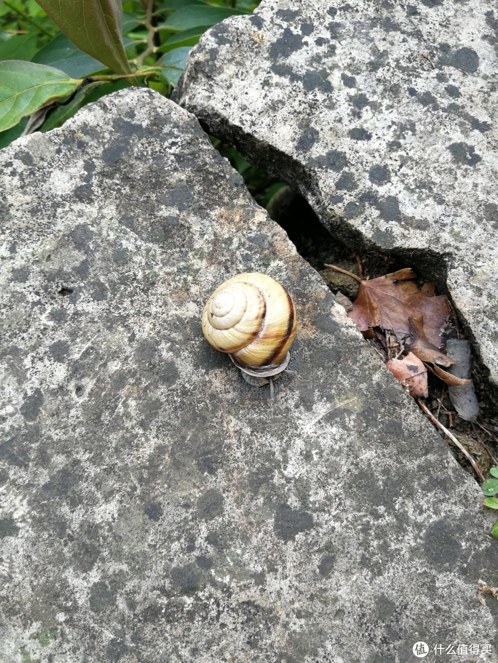 Gelati修道院的大蜗牛