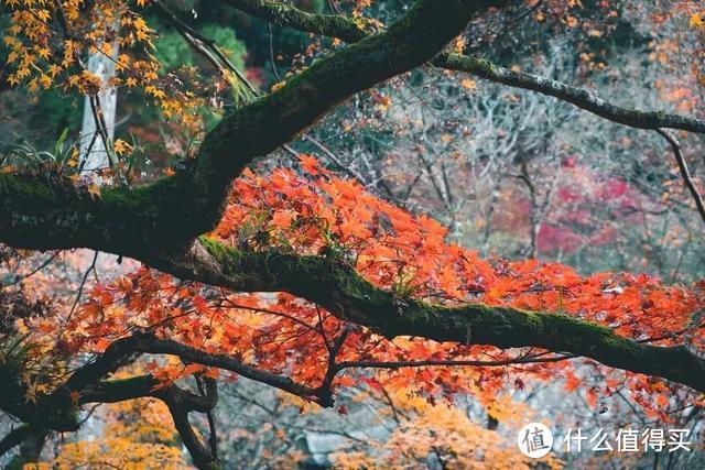 收藏丨日本红叶狩名所推荐下集