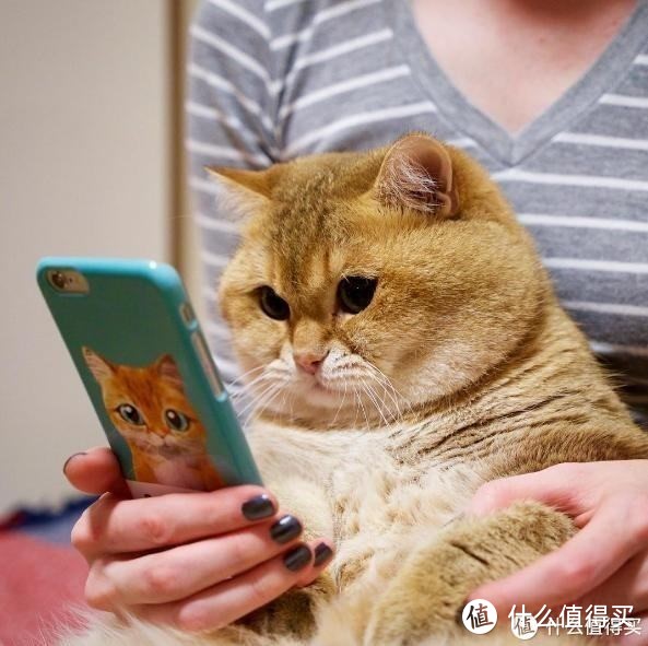 猫猫看手机  图片源自网络