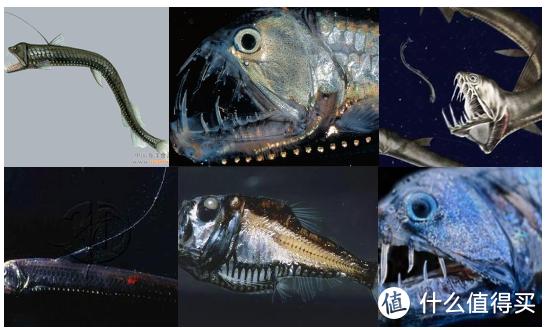 水族箱鱼缸的分类种类 新手养鱼鱼缸怎么选 什么值得买