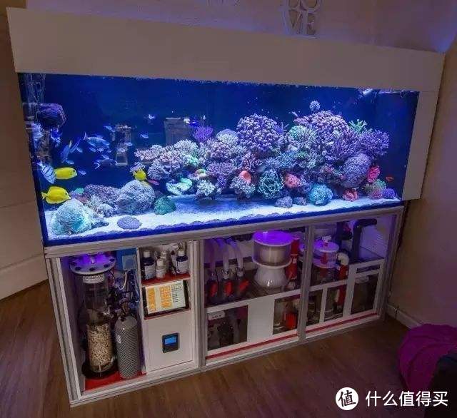 除了不方便陪你逛街，别的都很好——水族类宠物饲养漫谈