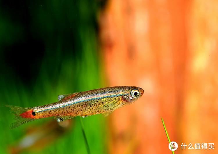 除了不方便陪你逛街，别的都很好——水族类宠物饲养漫谈