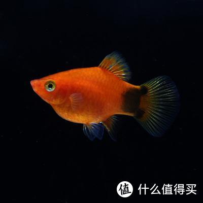 除了不方便陪你逛街，别的都很好——水族类宠物饲养漫谈