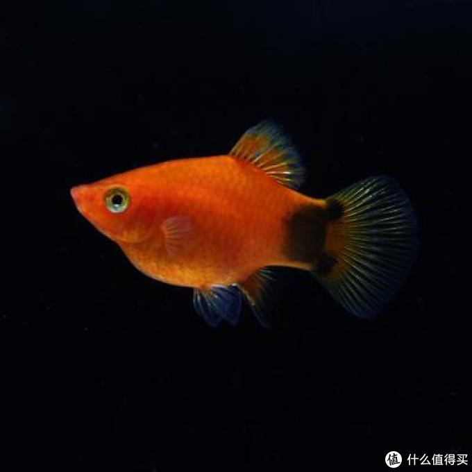 水族箱鱼缸的分类种类 新手养鱼鱼缸怎么选 什么值得买