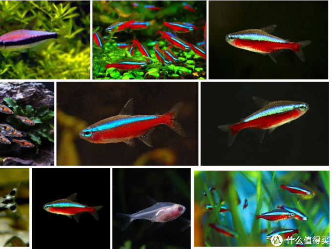 水族箱鱼缸的分类种类 新手养鱼鱼缸怎么选 什么值得买