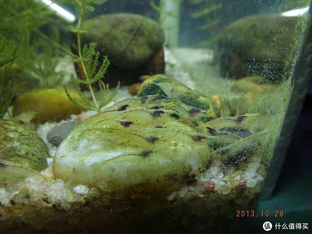 水族箱鱼缸的分类种类 新手养鱼鱼缸怎么选 什么值得买