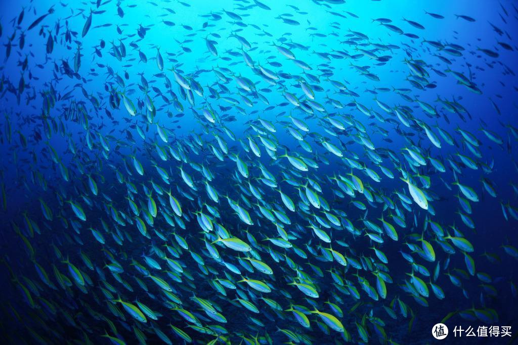 除了不方便陪你逛街，别的都很好——水族类宠物饲养漫谈