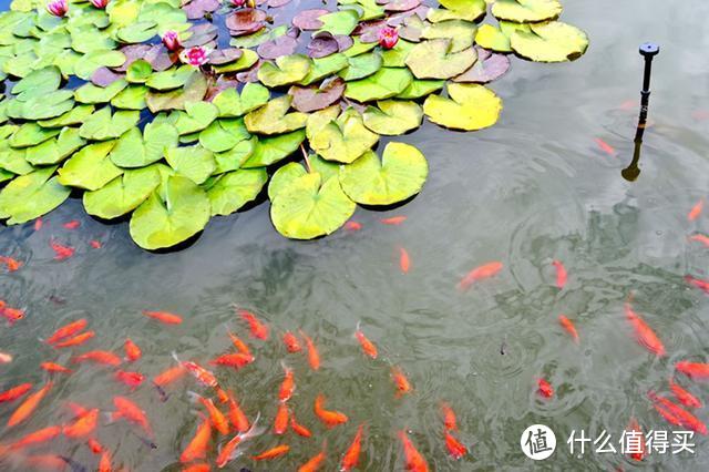 天上飞的无人机不稀奇！水里游的无人机你见过吗？别说，还真有!潜行多睿水下无人机体验