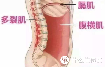 不运动不出汗随时随地可以练，这两个动作让你腰围小一圈