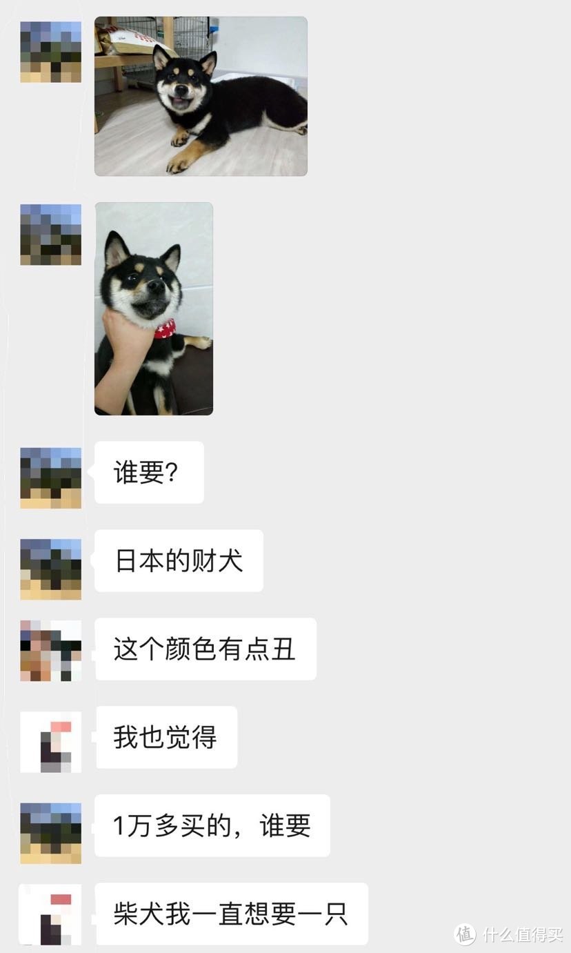 还打错字了叫成财犬，不过五位数的身价…还真是财犬…