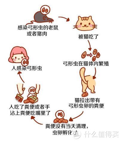 生活从捡了一只猫开始改变：收养流浪猫你真的准备好了吗？