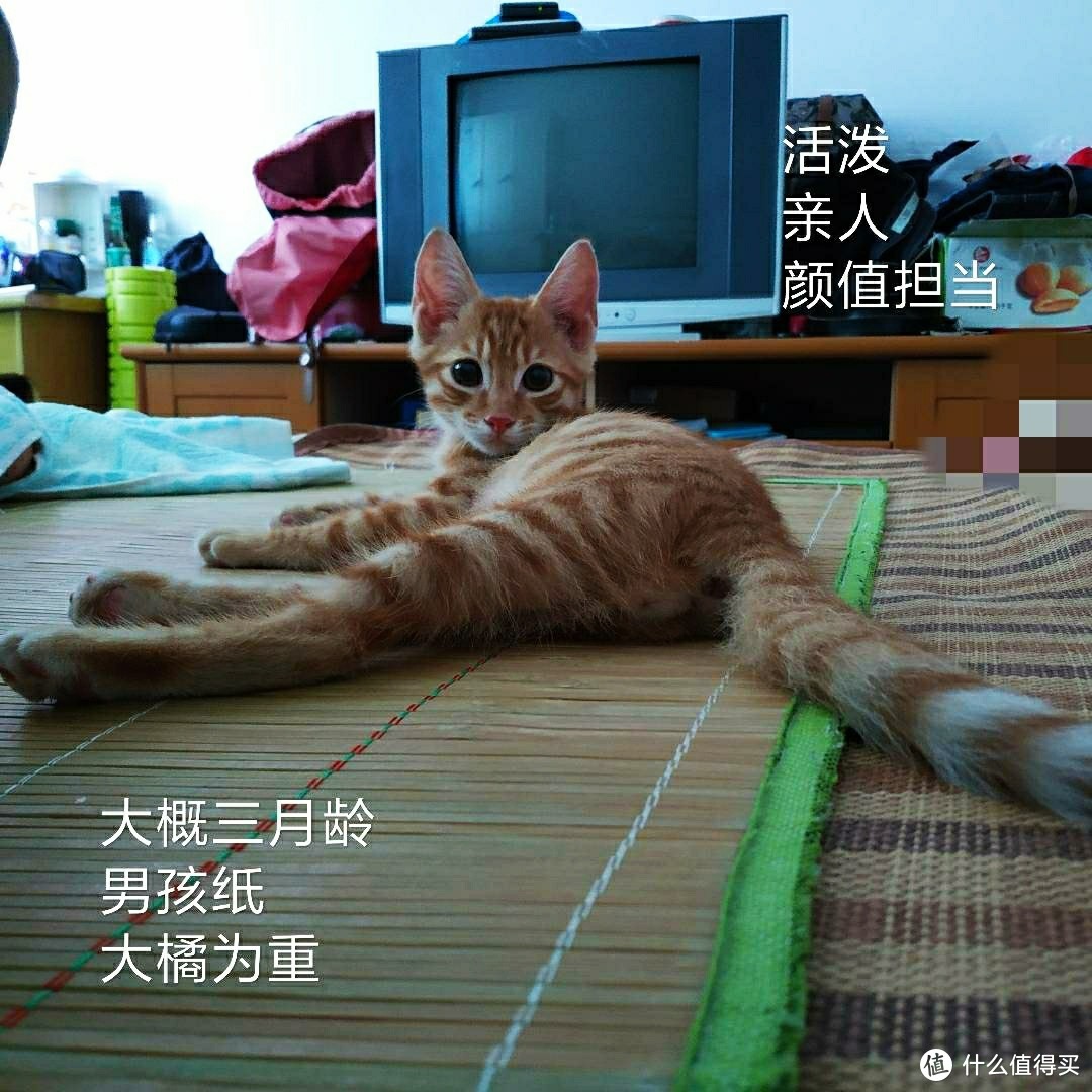 这是当时找领养打的广告